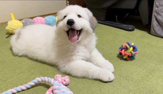 東京在住、グレートピレニーズ（大型犬）を飼う