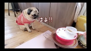 早食いしたい犬と早食いをやめさせたい飼い主との攻防 パグ犬ぷぅPug