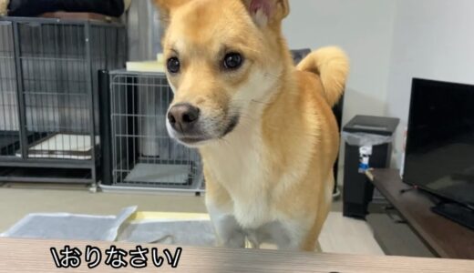 椅子から降りてと言われて瞬時に降りる犬と知らないフリをする犬