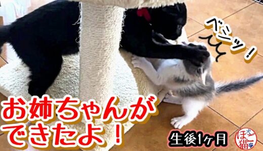 【保護猫　子猫　保護犬】　お姉ちゃんができたよ♪　生後1ヶ月　あるみちゃん