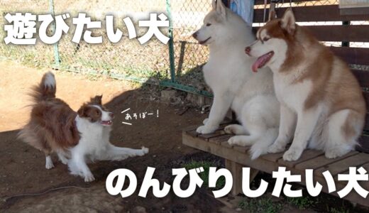 遊びたい犬とのんびりしたい犬の攻防戦！全身全霊で誘うボーダーコリーと動じないシベリアンハスキー