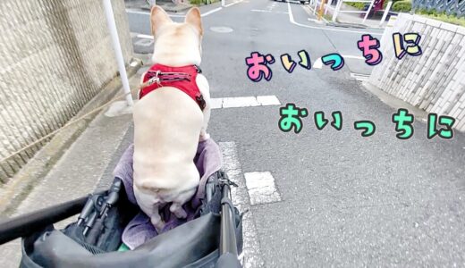 バギーで足踏みしちゃう犬が可愛すぎるｗｗｗ【フレンチブルドッグ frenchbulldog】