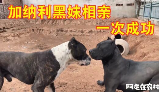 价值30000的加纳利犬，今年第一次相亲，看见“媳妇儿”就兴