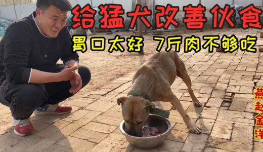 美国比特犬今天改善生活，7斤鸡头一口一个直接吞，主人看的直流口水