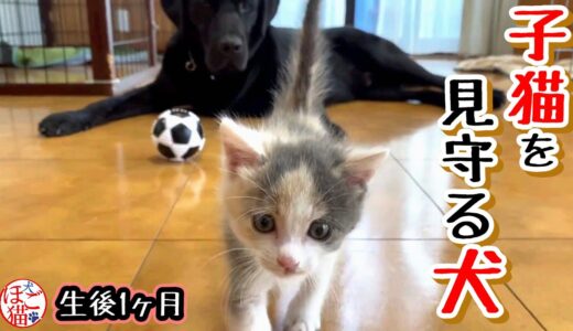 【保護猫　保護犬　子猫】生後5週目の子猫　子猫が心配でついてまわるラブラドールレトリバー