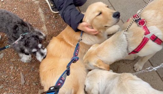 犬社会に溶け込めない犬と、人間社会に溶け込めない飼い主