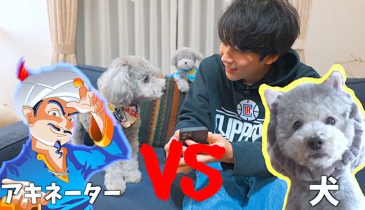 🐶何でも言い当てるAI「アキネーター」でうちの犬を当てれるか検証してみたら・・・【トイプードル】