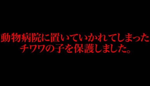 【保護犬】動物病院に置いていかれてしまったチワワを保護しました。