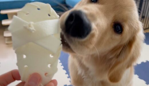 スリッパ好きな犬に、食べれるスリッパをあげてみた