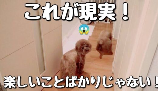 【閲覧注意】犬を飼って、1番大変なこと。【食事中の方は見ないで下さい】トイプードルのTaruto&Rasuku