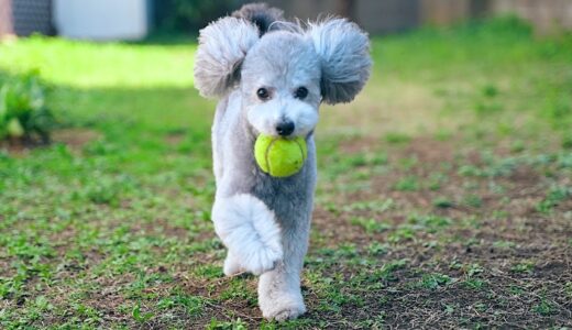 毛刈りをして身軽になったお犬様