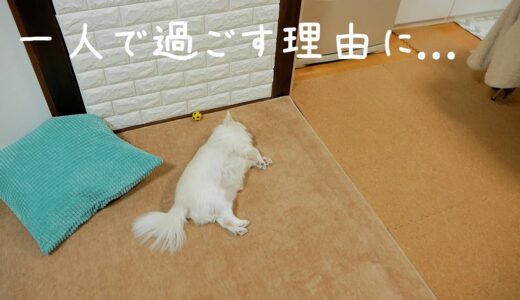 犬が拗ねてると思い心配してみたら...【脱力ｗ】