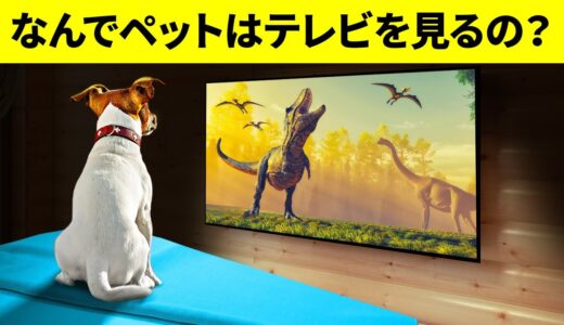 犬や猫は本当にテレビを観るの！？