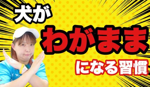 犬がわがままになってしまう習慣　何気なくやっている事が⁉　でもそれって本当にわがまま？