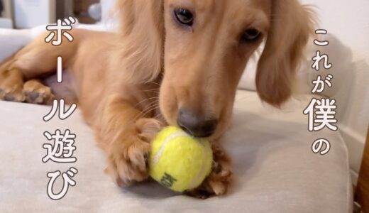 【ミニチュアダックスフンド】ボールの毛を食べようとする犬