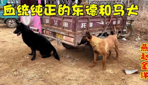 农村大哥养纯血统的馬犬和東德犬，主人卻说这种狗都咬人你信吗？