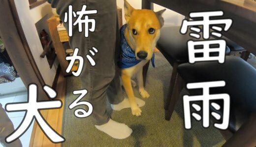 豪雨で不安になる元保護犬。コタツの中に隠れたり、家族の後ろに隠れたり。