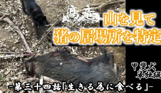 甲斐犬単独猟 第三十四話「生きるために食べる(前編)」Japanese hunting kaidog