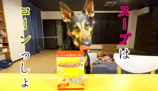 コーンスープを愛してやまないシェパード犬【German Shepherd】 My Dog REALLY LOVES Corn Potage!