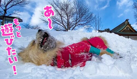 ワンスト！犬が子供みたいにダダをコネてしまいました【札幌 藻岩山 登山】