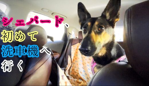 シェパード犬、初めての洗車機に黙りこくる【German Shepherd】 My Dog Tried The Car Wash For The First Time!