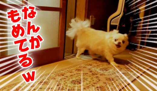 ばあちゃんと孫（犬）の不毛なマウンティング合戦！【ガチ喧嘩ｗ】