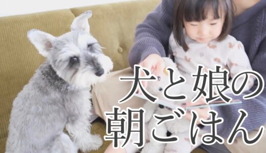 【犬と子供】休日のんびりモーニング【シュナウザージジトト】