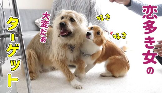 愛しのぽっちゃん！恋するコーギー犬モナ