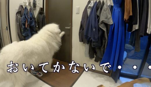 怪獣の留守番　これは切ない　グレートピレニーズ　MIX犬