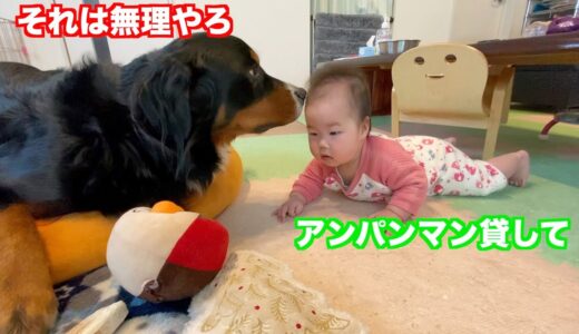 【子守犬】成長に合わせて遊んでくれる　バーニーズマウンテンドッグ　 bernese mountain dog