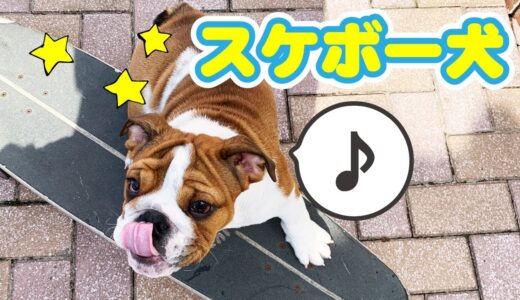 犬の親子がスケボーに挑戦するもビビって乗れないブルドッグお母さん…