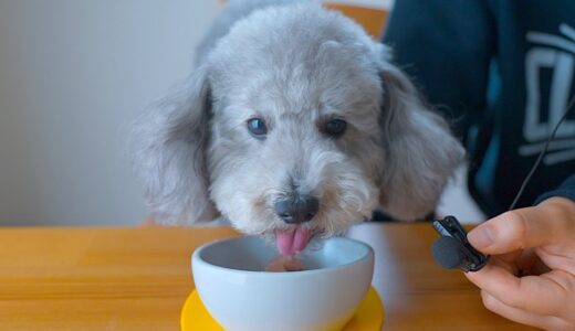 今朝のご飯は納豆かけご飯です。【犬のASMR】