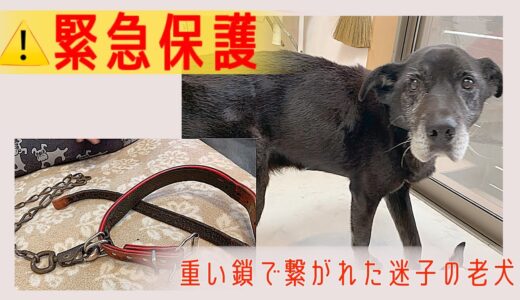 【緊急保護】重い鎖で繋がれた迷子の老犬