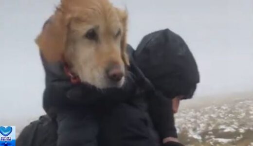 雪山で2週間も行方不明になっていた犬。登山者に発見され救助される姿に心打たれる【感動】