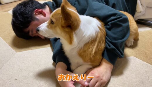 旦那に添い寝してたけど大好きなお兄ちゃんが帰宅してそれどころじゃなくなった犬