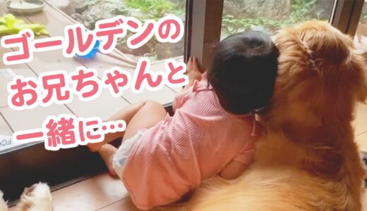 ボクがついてるよ！子守犬ゴールデンと妹ちゃんの凸凹コンビの優しい日常に…♡