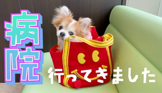 老犬チワワと病院行ってきました！【ご報告】