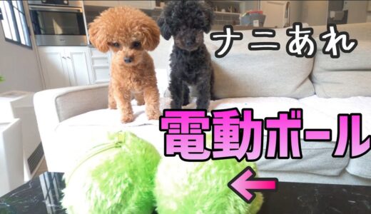 変な動きのボールを犬に与えたらこうなったｗ