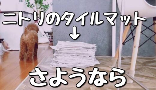 犬との生活、リビングの敷物問題🤔トイプードルのTaruto&Rasuku