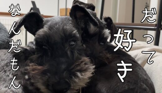 【犬との一人暮らし】ひっつき虫の甘えん坊なミニチュアシュナウザー子犬