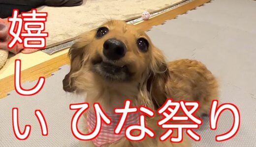 【元保護犬】初めてのひな祭りでにっこりする愛犬＃71【カニンヘンダックスえびすの日常】