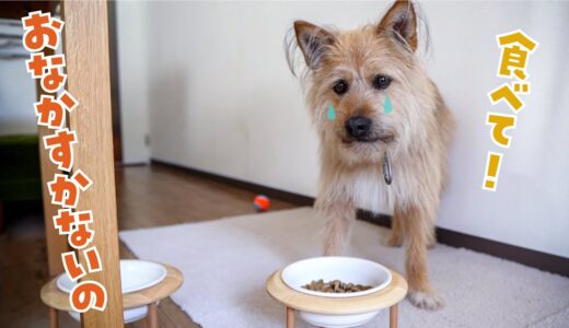 実はポテの食欲がなかったんです【保護犬】