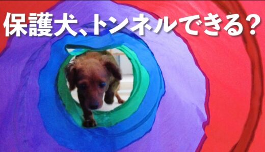 保護犬リマ、はじめての猫トンネルはこんな感じでした！【Day60】