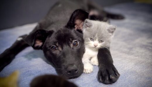 先住犬に優しく接された保護犬が子猫にも凄く優しく接した