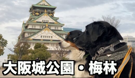 でっかい犬連れて都会のオアシス大阪城公園