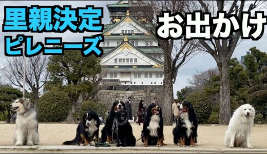 里親決定ピレニーズ・久しぶりの犬たちと【172 174日目】