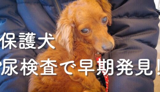 たまたま尿検査で異常が見つかるラッキーな保護犬リマ【Day55】