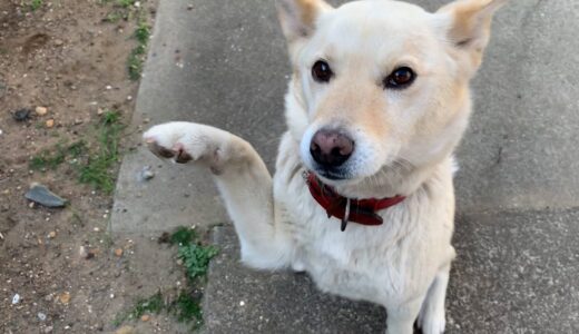 とても優しいお手する白い犬と寝るのが仕事な猫