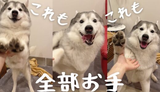 天才暴れ犬による感動的なお手集