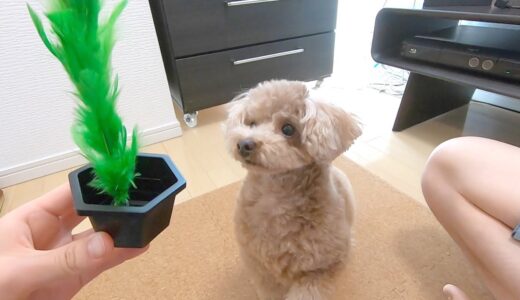 犬にマジックを披露したら100点満点のリアクションをしてくれたw【トイプードル】